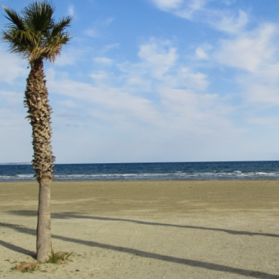 Larnaca Palm tree